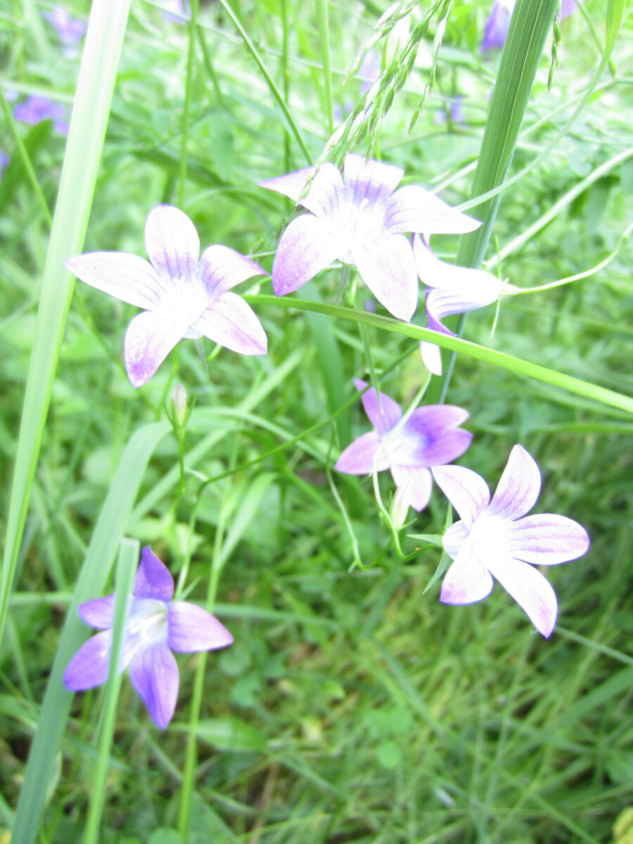 Тема в какой-то степени про траву. Про газоны. Про скашивание. Эта информация может пригодиться!