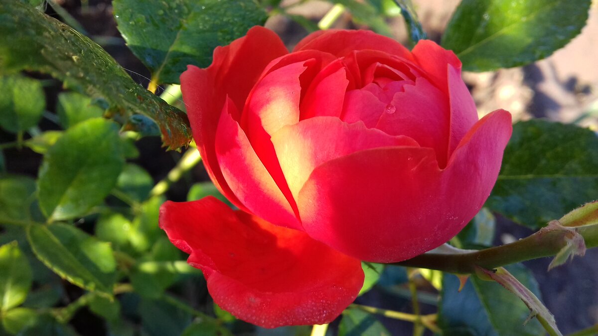 Summer Song, Austin, 2007, Английские розы - первый цветок