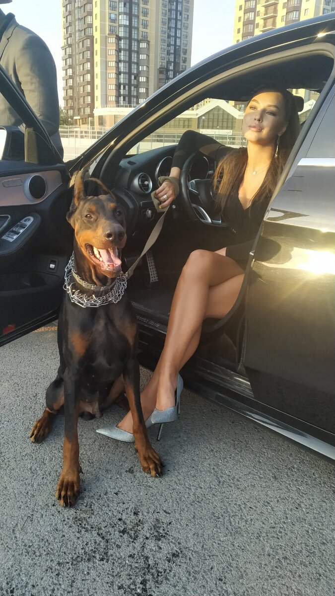 Doberman  VELES BLACK 