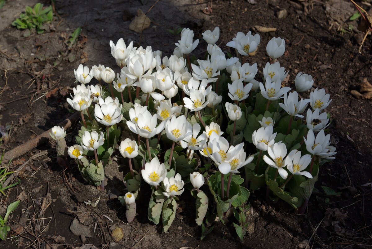 Первоцветы белые фото с названиями садовые