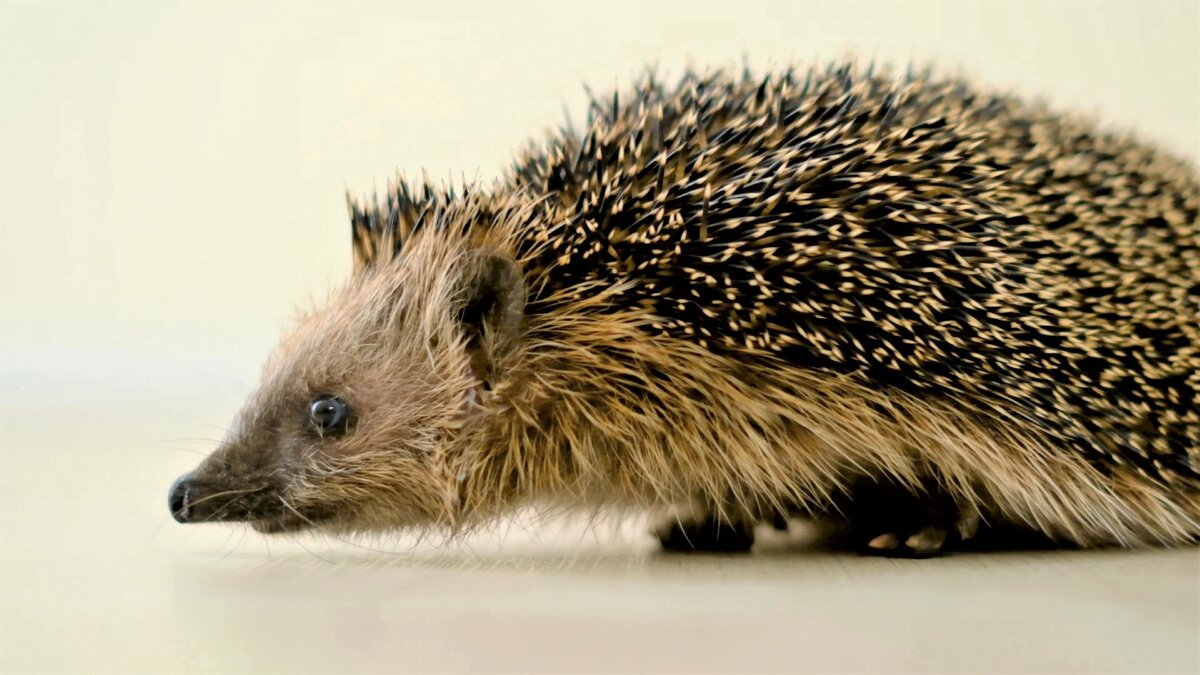 наша лесная любимица Фаня. фото автора.