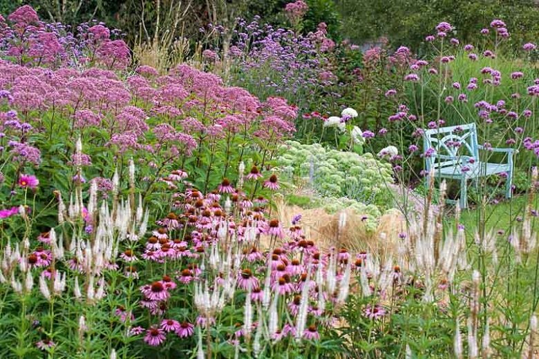 Эхинацея в цветнике