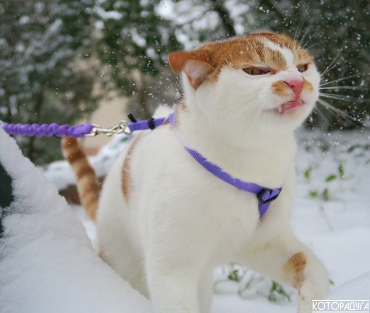 "Человек, помогай весне - ешь снег! Желтый снег - не ешь!" Смешные котики