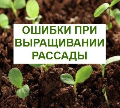 ошибки при выращивании рассады