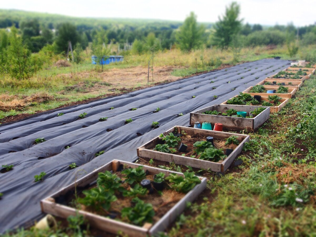 Лето 2020 года 