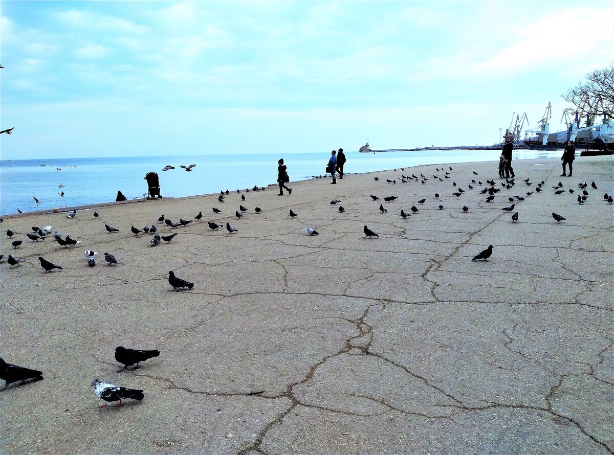 Голуби на набережной
