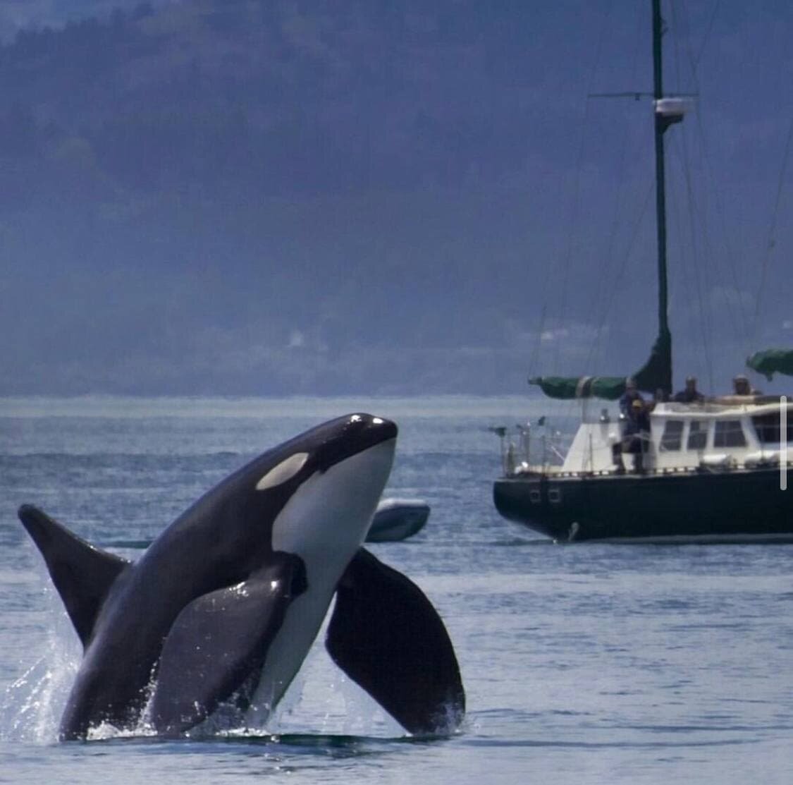 Фотография @freerussianwhales