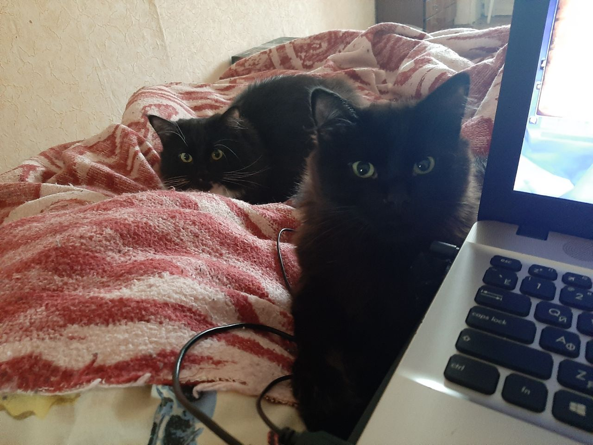 Наши коты, Ветер и Вечер