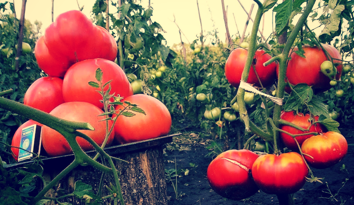 Урожайность томата биф. Томат Купидон. Томаты на грядке. Крупные помидоры. Помидоры на даче.