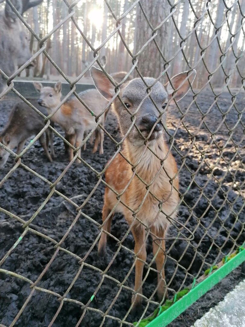 Приглашаю принять вызов. Чего делаем? Концепцию природного парка.