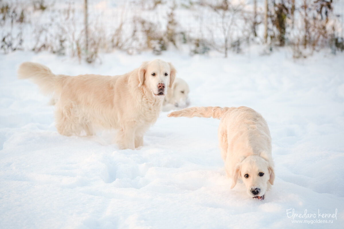 На фото наши собаки - Эмили и Мия.