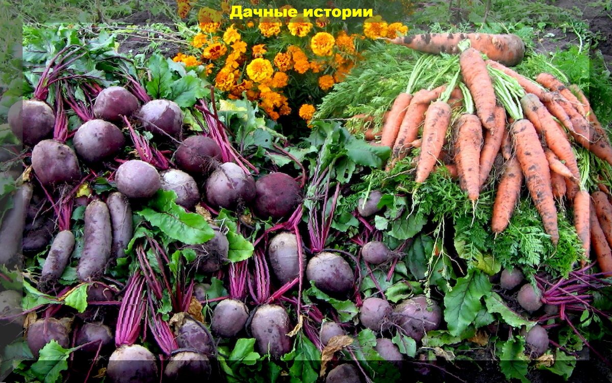 https://vk.com/photo-159774511_457248634