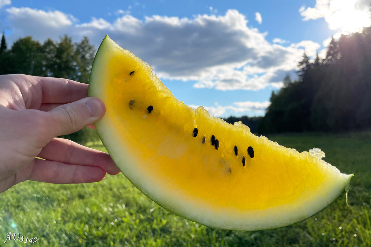 арбуз белый бережливый банан. сорт арбуза цельнолистная. арбуз сливочный саскачеван. кормовой арбуз. сорт арбуза белый внутри.
