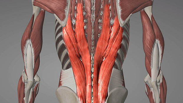 Разгибатели мышц спины и позвоночника