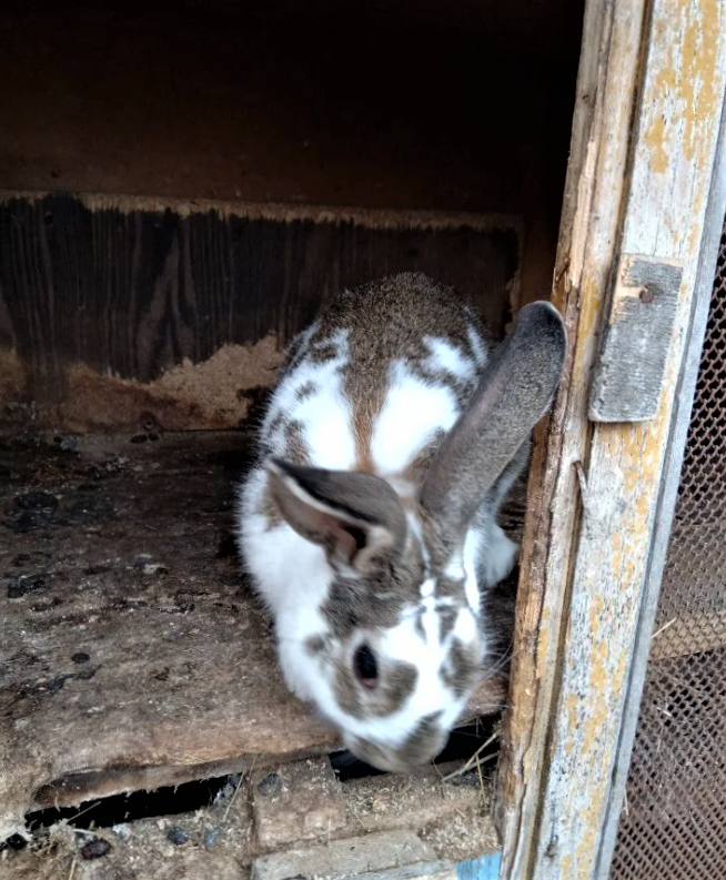 кролик грызёт клетку и готовится совершить побег...😅