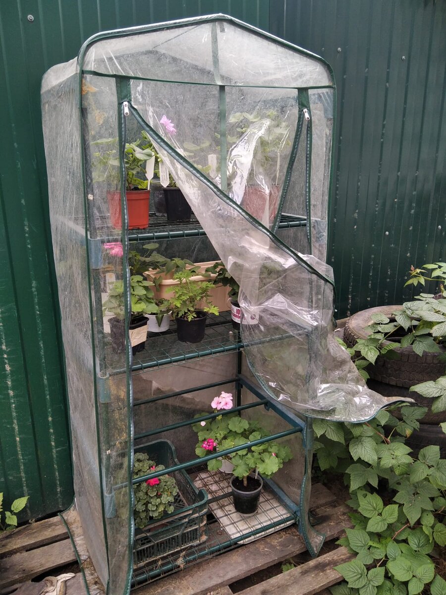 16 сентября 2021 года. 
Выставляю его в конце апреля на поддон. Если на землю - то после дождя он наклоняется и надо выравнивать. 