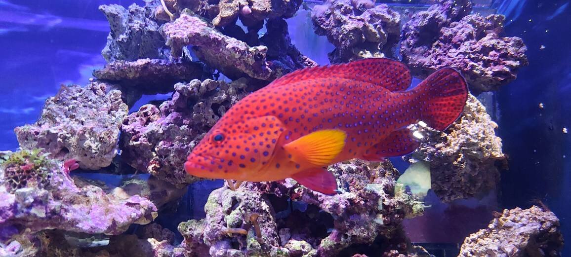 Еще одна рыбка