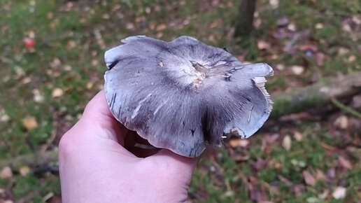 Рядовка серая (Tricholoma portentosum). Как выглядит гриб на месте произрастания.