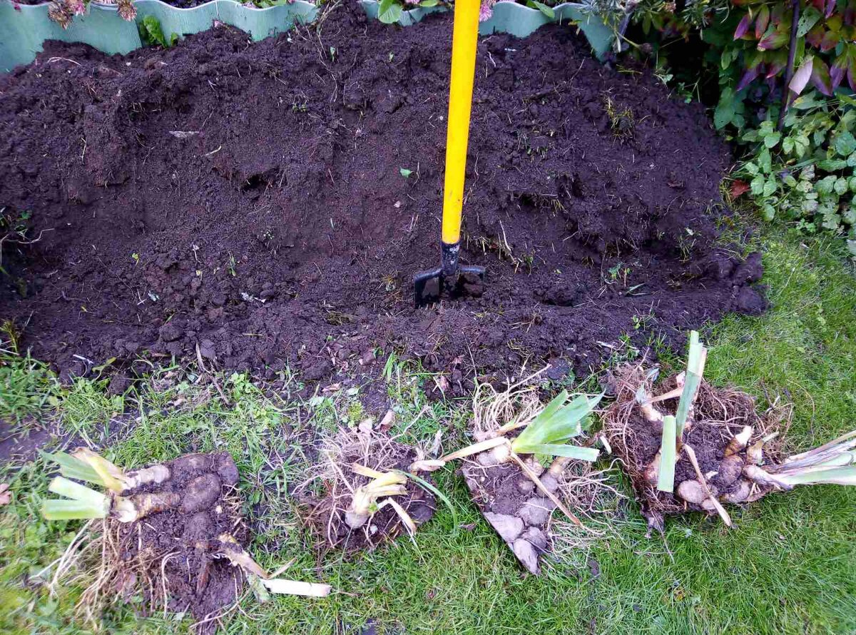 Клубни ирисов 