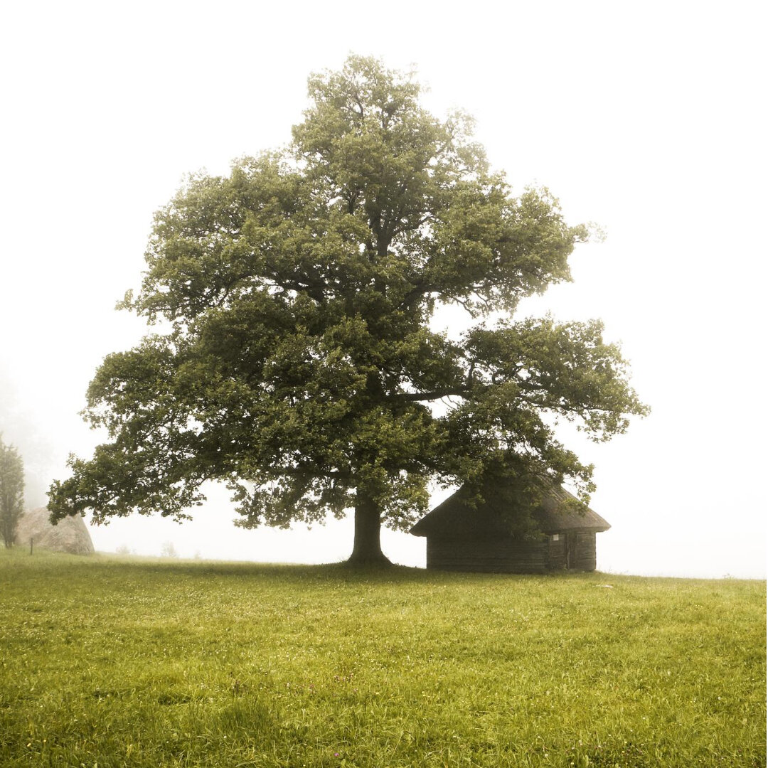 фотография с сервиса Crello