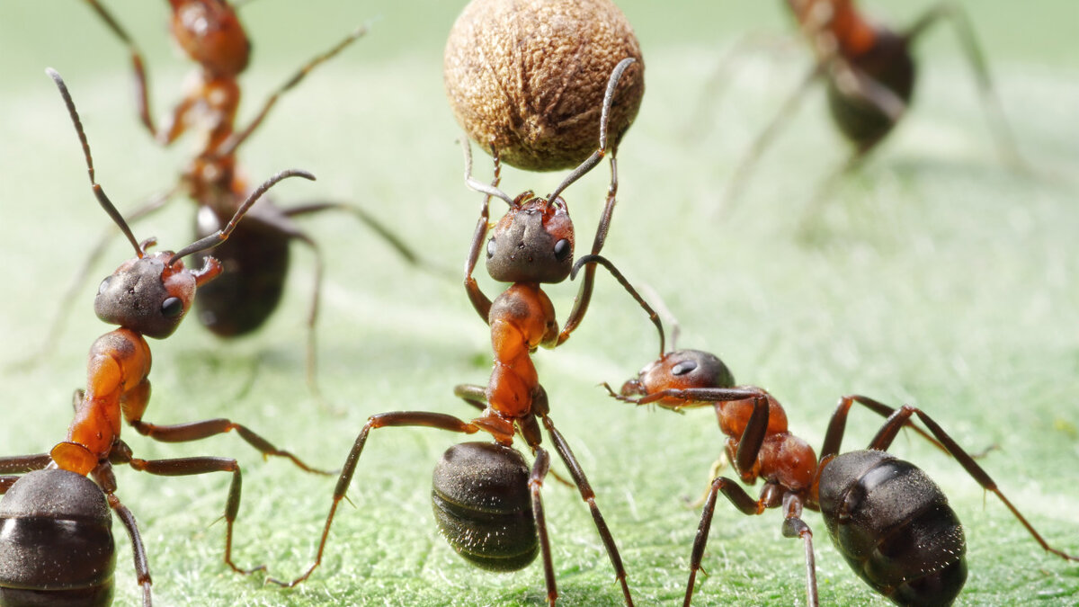 Оказывается, в мире животных тоже существуют самоубийцы. Эти насекомые, между прочим, совершают сей обряд "из благородных целей".  Речь идет о "муравьях камикадзе" из рода "Camponotus".