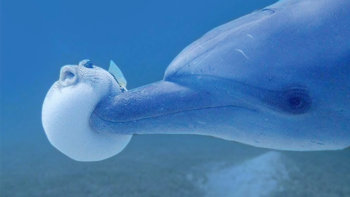 Самый известный пример животных-наркоманов — дельфины. Они специально жуют рыбу фугу. Яд этой рыбы в больших концентрациях смертелен. Но в малых дозах он доставляет наркотический эффект. 