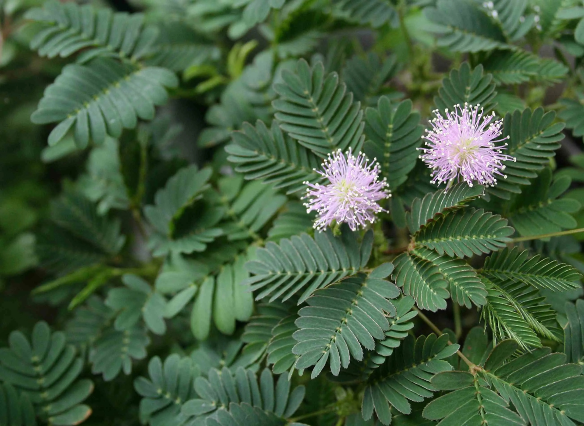 Мимоза стыдливая. Мимоза стыдливая недотрога. Цветок Мимоза стыдливая. Mimosa pudica растение.