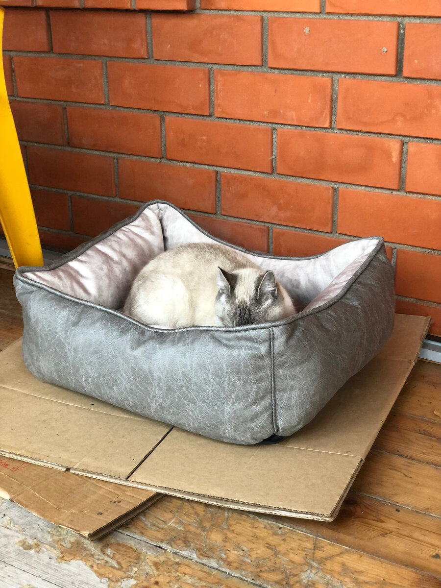 Плюша прячет нос и сладко спит. Везде фото автора. 