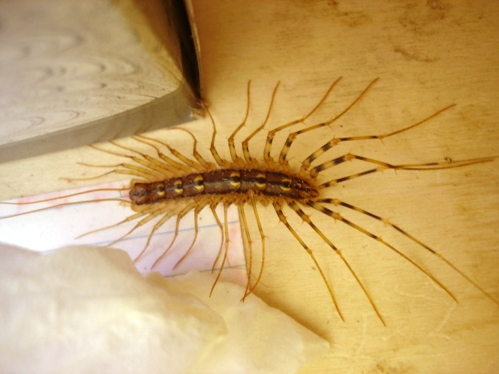 Скутигер или обычная мухоловка