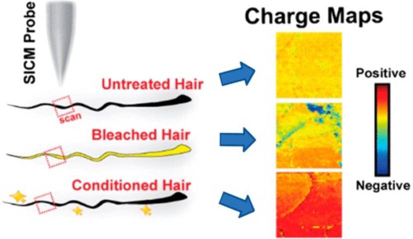Untreated - не обработанный ничем волос. Как видите, волос нейтральный, так как заряд спрятан под липидным слоем. Bleached - обесцвеченный волос. Тут мы видим крапинки синего цвета- липидный слой разрушен и наружу прорывается отрицательный заряд. Такие волосы пушатся и торчат во все стороны.
Conditioned - волос после кондиционера. Он имеет уверенный положительный заряд, который перекрывает все отрицательные заряды. Такие волосы гладкие и блестящие.