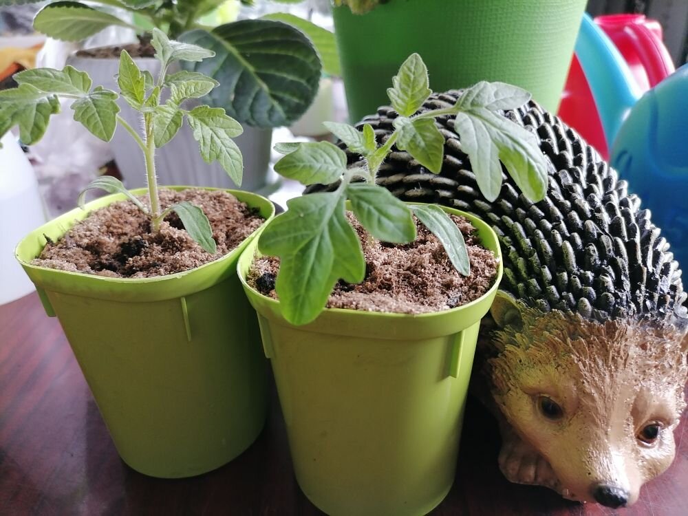 Рассада томатов Любо зелено, фото автора