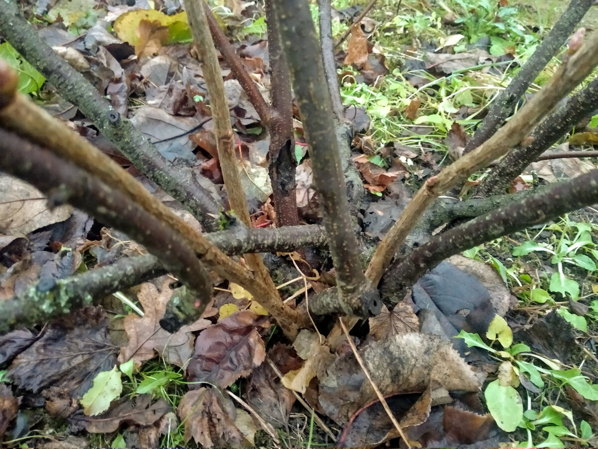 Побеги черной смородины отличаются цветом в зависимости от возраста. Молодын побеги более светлые. Фото автора