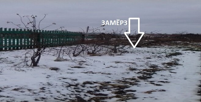 Огород на склоне, это верхняя граница огорода, стрелка показано место, где был виноград. 