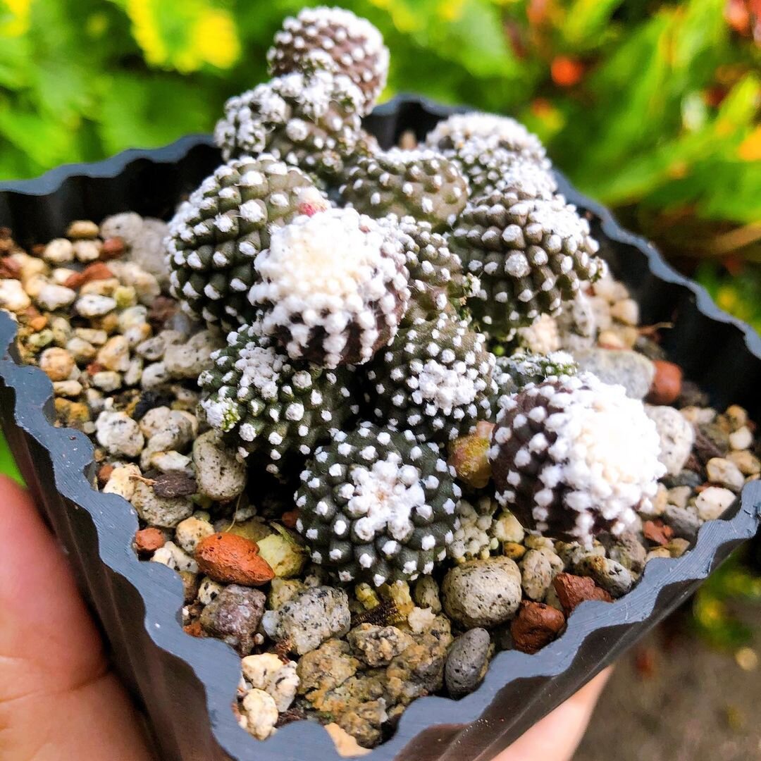 @mamii_cactus