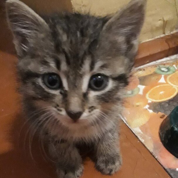 Котёночек