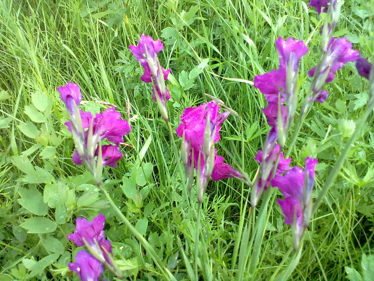 Дикорастущий ирис