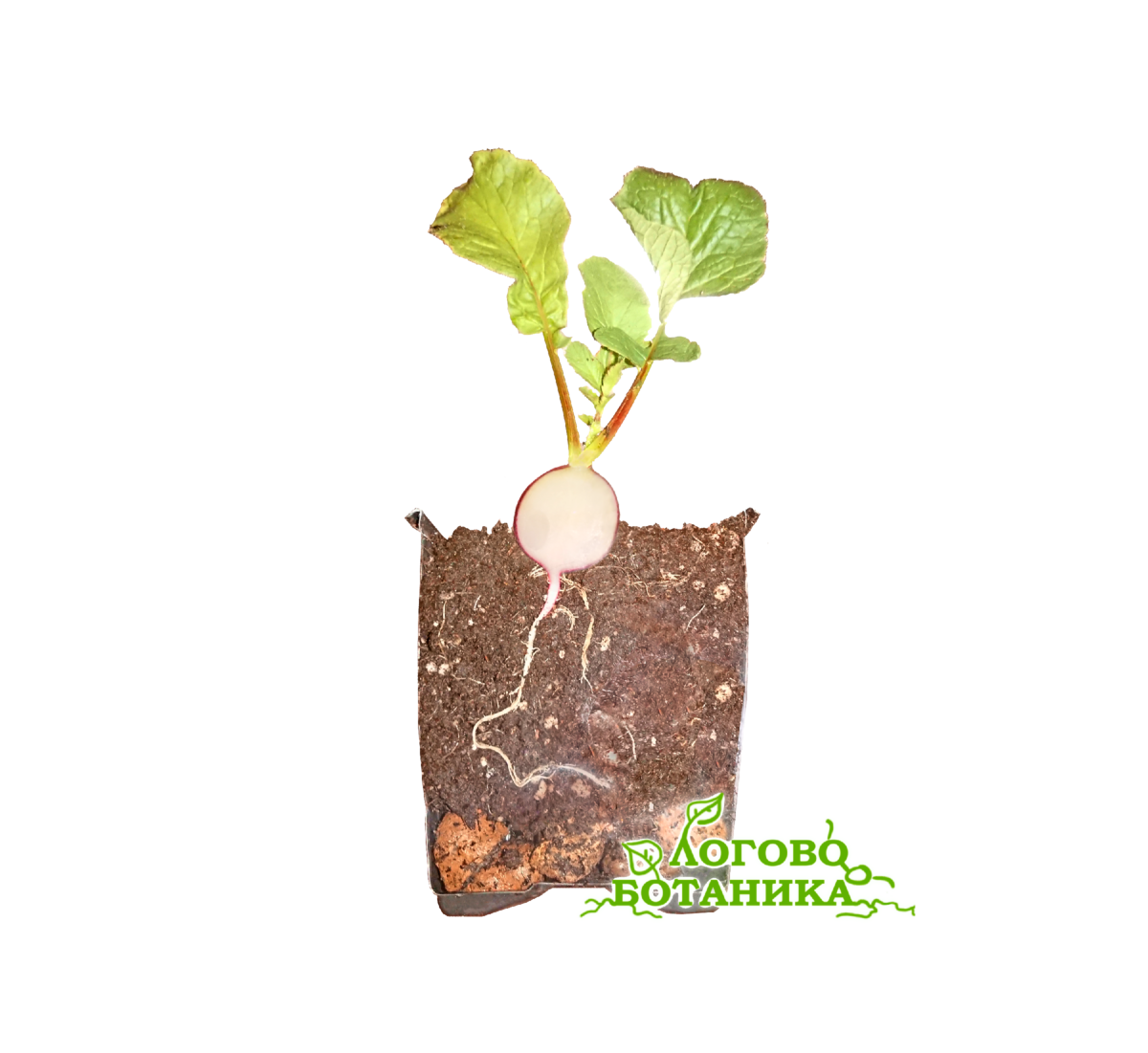 Редис в разрезе