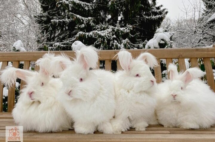 Милейшие и добрейшие пушистики. Фото @rusangora.