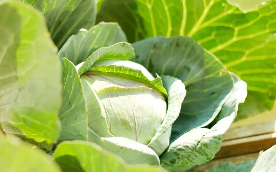 Результат приготовления квашеной капусты во многом зависит от лунного календаря. Фото: Pxfuel.com