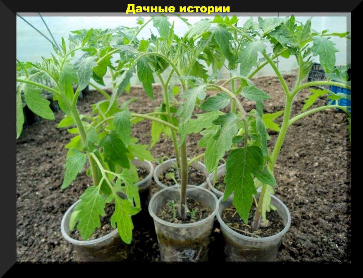 Саженцы томатов. Рассада помидор огурцов. Огурцы рассада. Помидоры рассада с помидорами. Огурцы пикировка рассады.