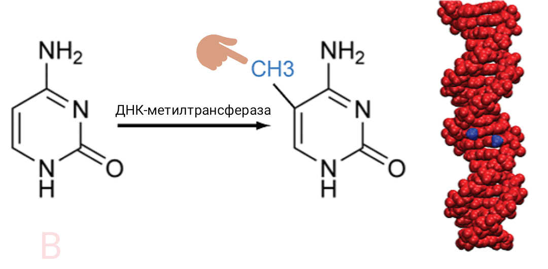 Установка задвижки - метильной группы(ch3) - с помощью ДНК-метилтрансферазы