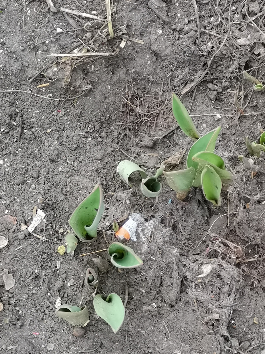 Тюльпанчики