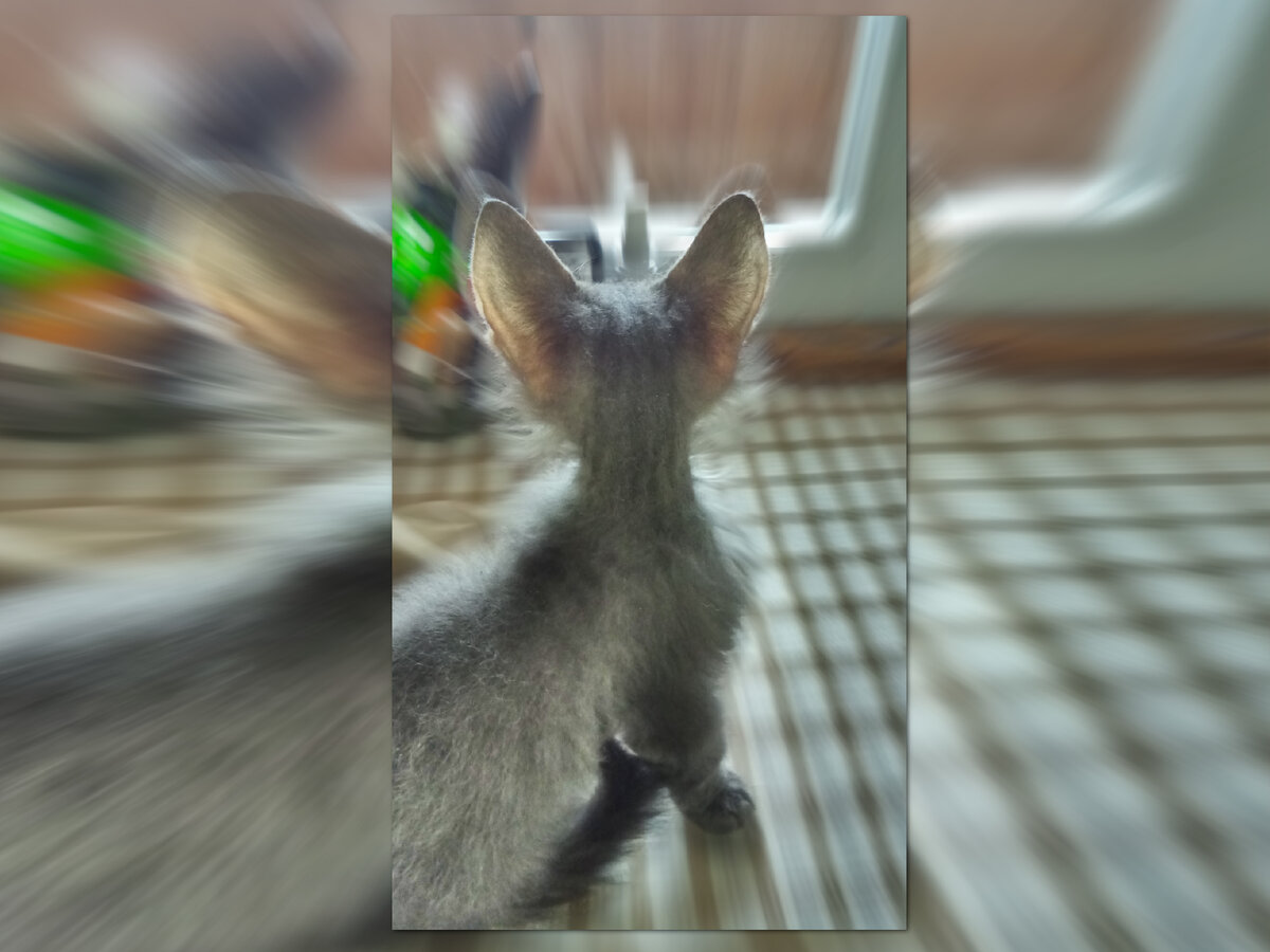 Почему кошки такие самостоятельные. Лопоухий Макскс