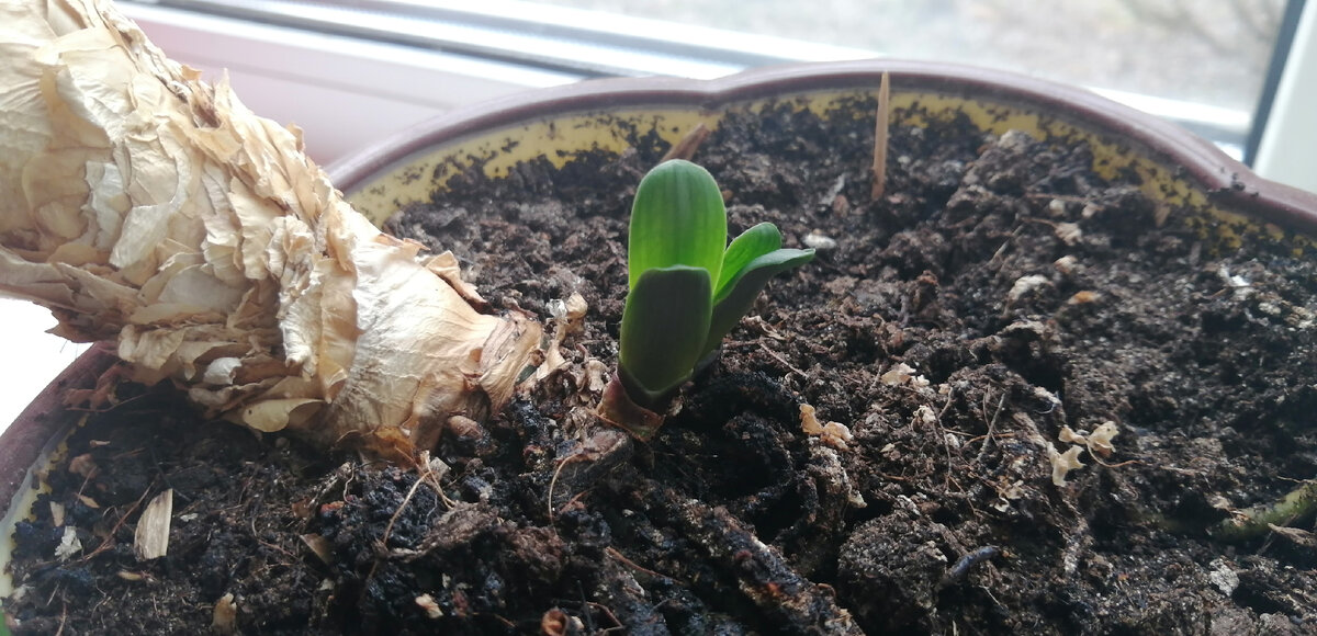 Два отпрыска кливии у стебля. Их планирую оставить, чтобы куст был пышнее