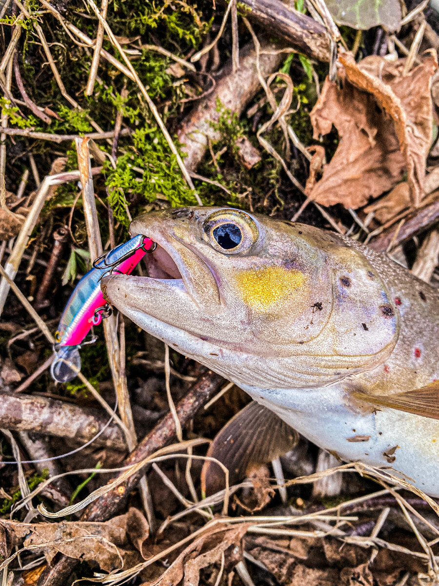 Жадная рыбина взяла за два крючка сразу