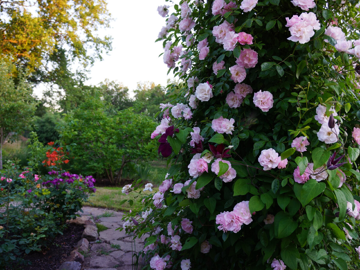 Арка из роз в саду - 69 фото