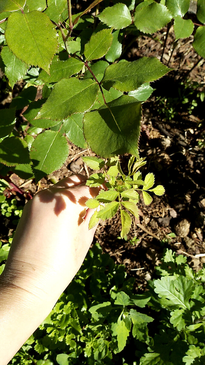 Обнаружила у себя поросль шиповника на одной из роз и решила, что надо написать статью по этому популярному вопросу.