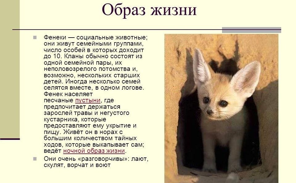 Проект жизнь лисицы фенек