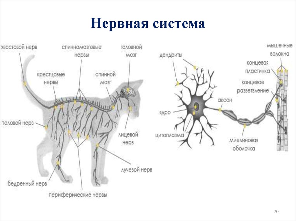 System animal. Нервная система животных анатомия. Анатомия кошки нервная система. Нервная система животных схема. Строение нервной системы собаки.