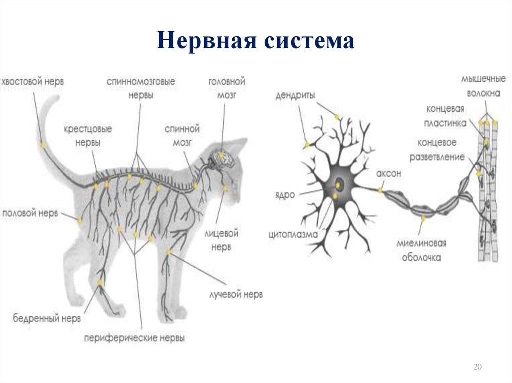 У кошек есть мозги. Нервная система животных анатомия. Строение нервной системы собаки. Анатомия кота нервная система. Строение нервной системы кошки.